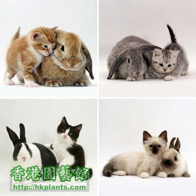 bunny-kitten-identity-theft.jpg