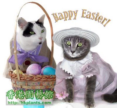 easter_cat_04.jpg