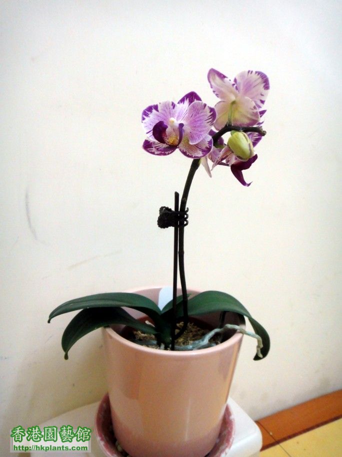 Phal. Hybrid 10b - 06 Apr 2012.jpg