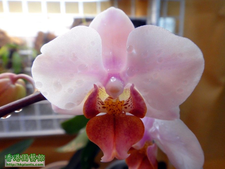 Phal. Hybrid 6a - 06 Apr 2012.jpg