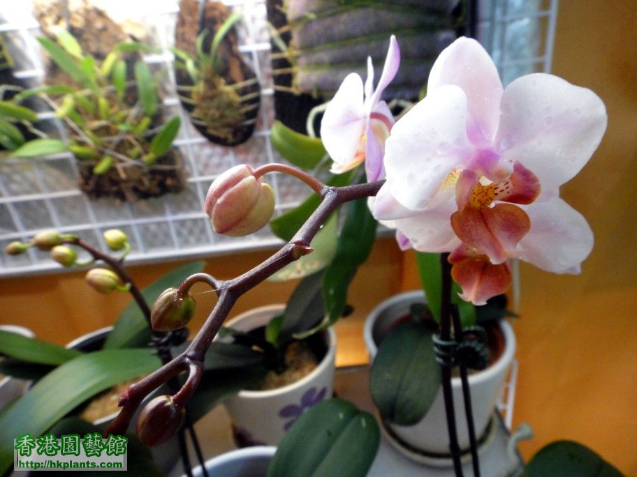 Phal. Hybrid 6d - 06 Apr 2012.jpg