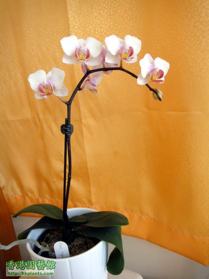 Phal. Hybrid 6g - 06 Apr 2012.jpg