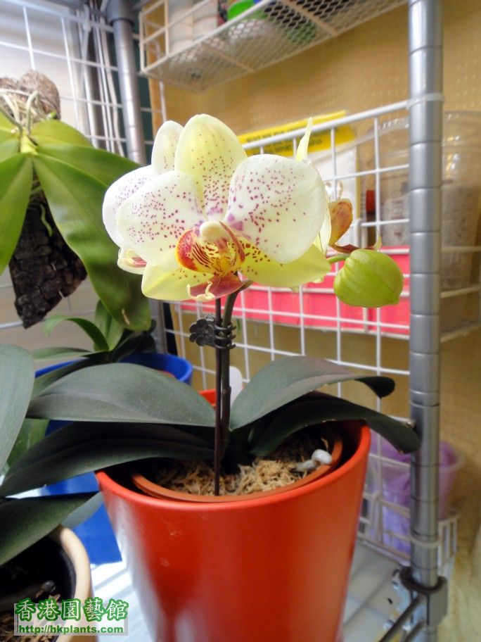 Phal. Hybrid 8b - 06 Apr 2012.jpg