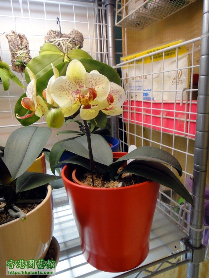 Phal. Hybrid 8c - 06 Apr 2012.jpg