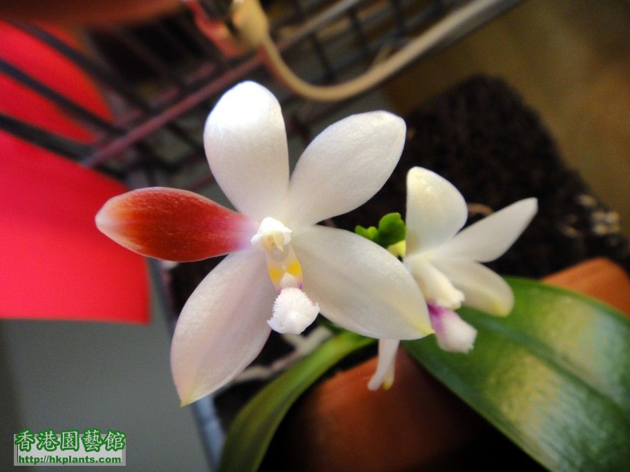 Phal. C1-c 06 Apr 2012.jpg