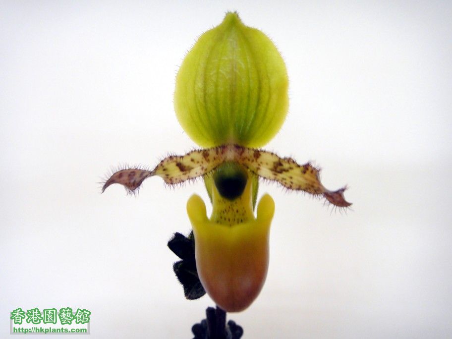 Paph. primulinum var. purpurascens-a.jpg