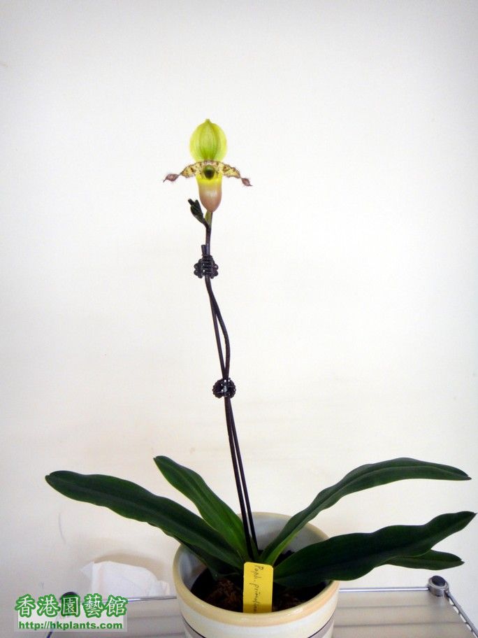 Paph. primulinum var. purpurascens-b.jpg