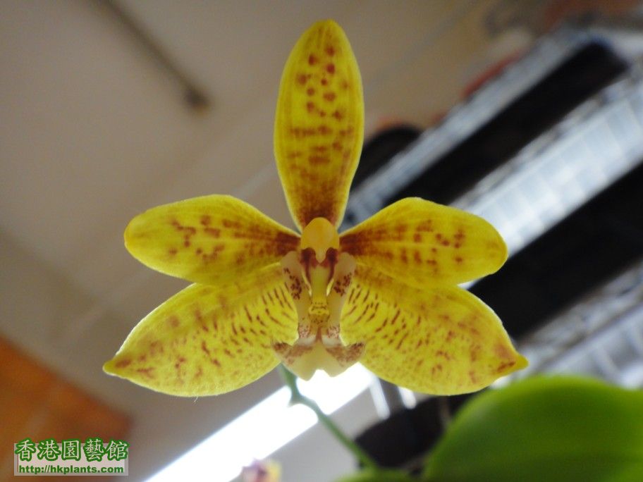 Phal. mannii fma flava x Phal. startiana fma yellow - a.jpg