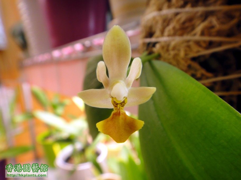 Phal. mannii fma flava x Phal. lobbii fma flavabia -a.jpg