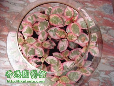 Episcia Pink Dream.jpg