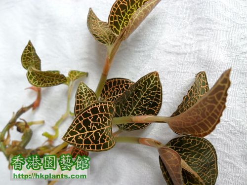 Chinese King Herbal Plant.jpg