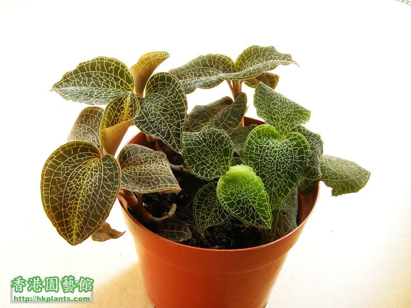 ornamental -jewel orchid.jpg