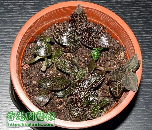 Jewel orchid from the wild.jpg