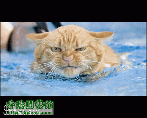 angry-yellow-swimming-cat.gif