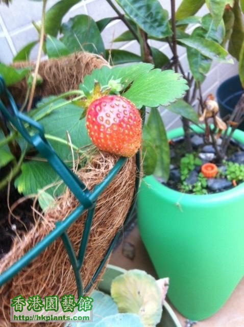 菠蘿草莓1.JPG