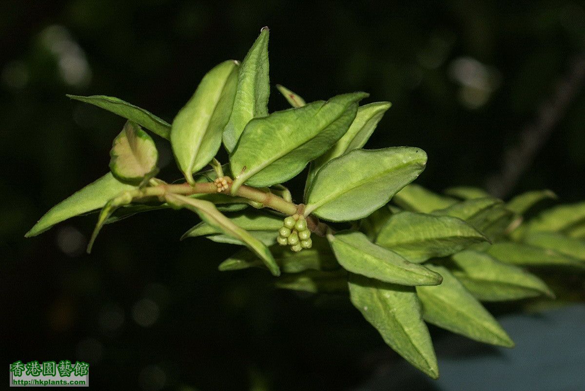 2012-04-16-12-Hoya bella variegata.jpg