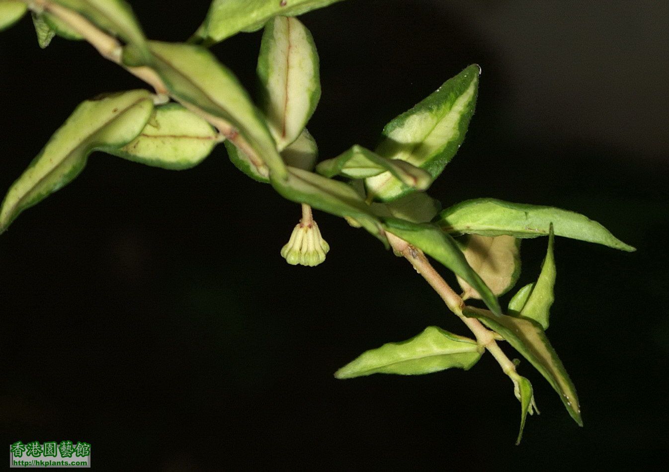 2012-04-16-13-Hoya bella variegata.jpg