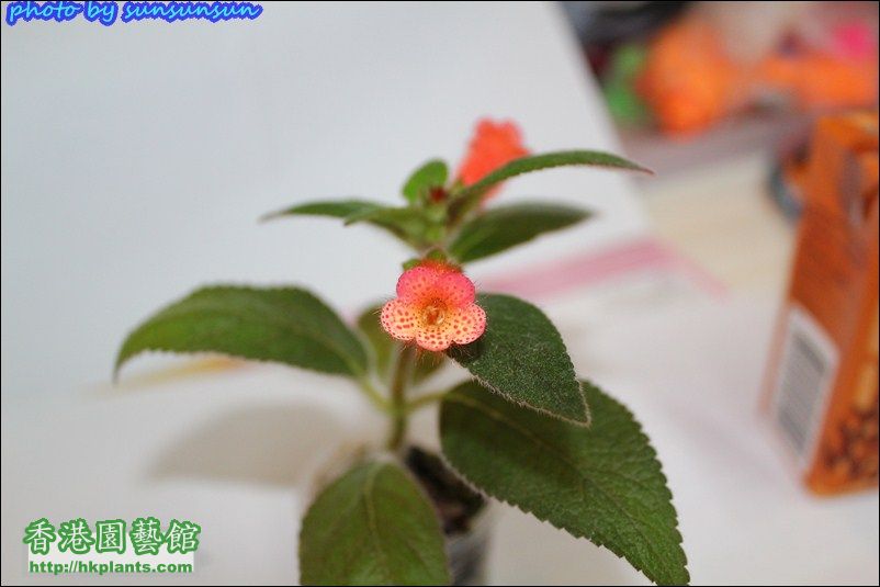 Kohleria TW orange 橘子貓