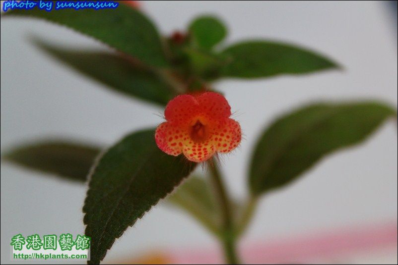 Kohleria TW orange 橘子貓