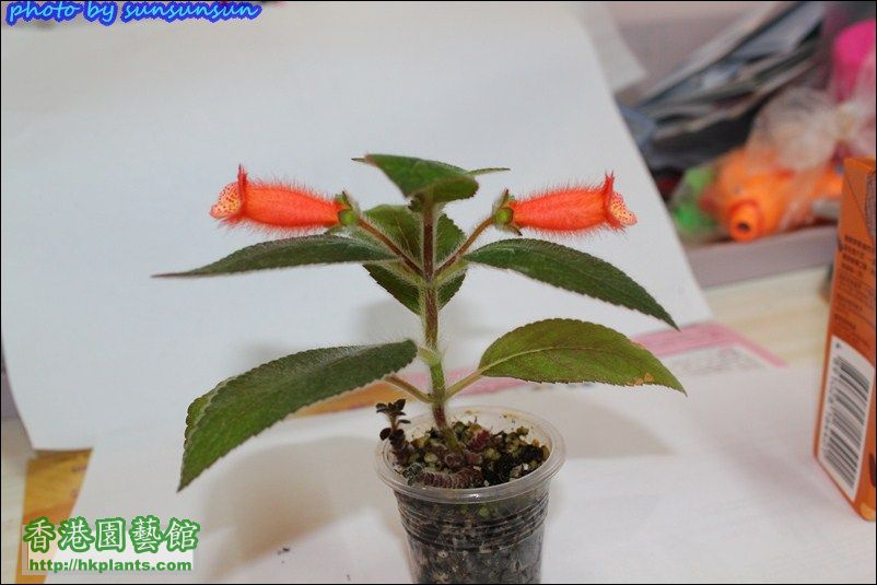 Kohleria TW orange 橘子貓