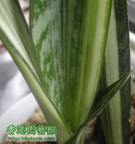 sansevieria01.JPG