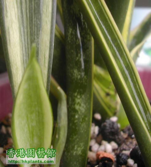 sansevieria02.JPG