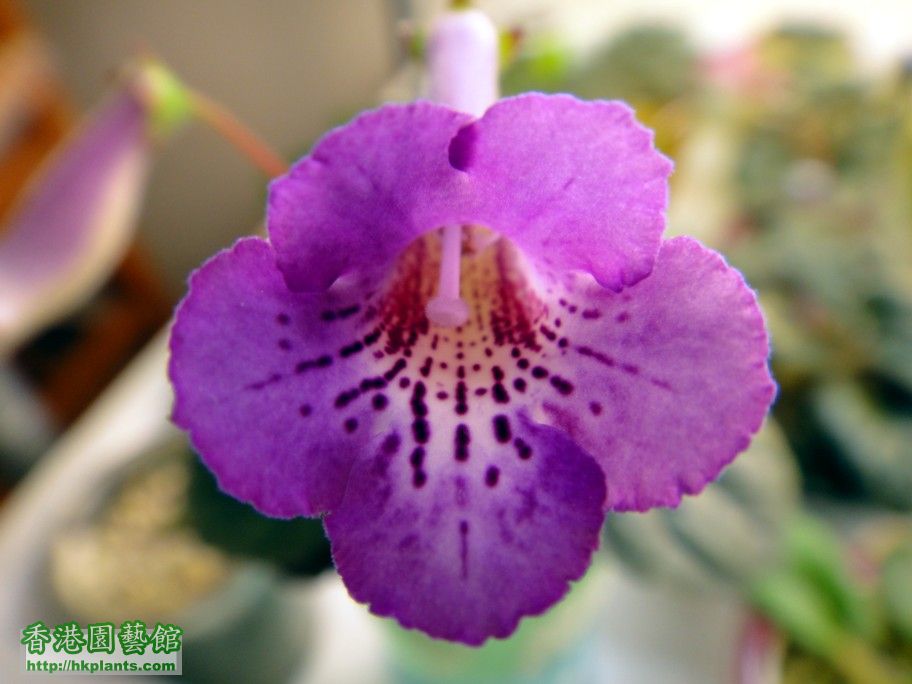 S. HCY\'s Purple Mist -a 20 Apr 2012.jpg