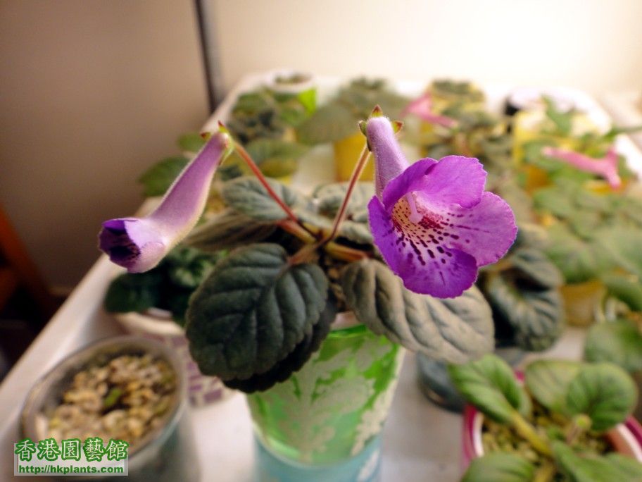 S. HCY\'s Purple Mist -b 20 Apr 2012.jpg