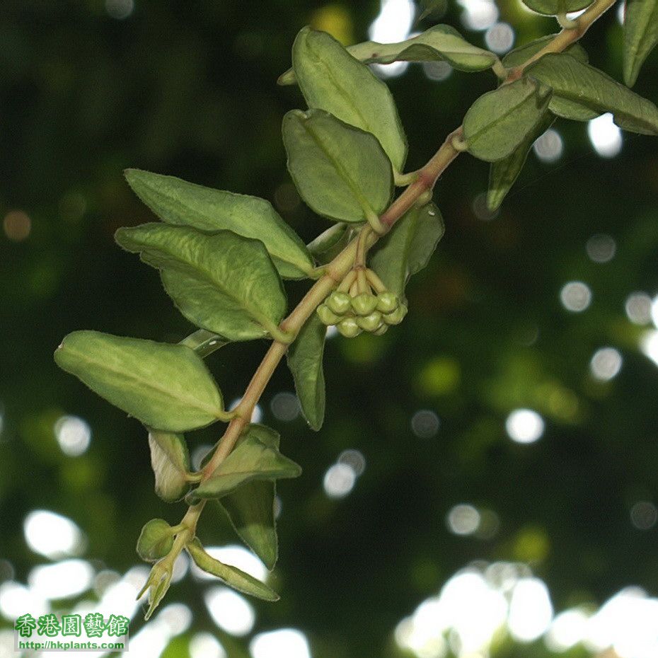 2012-04-22-1-Hoya bella variegata.jpg