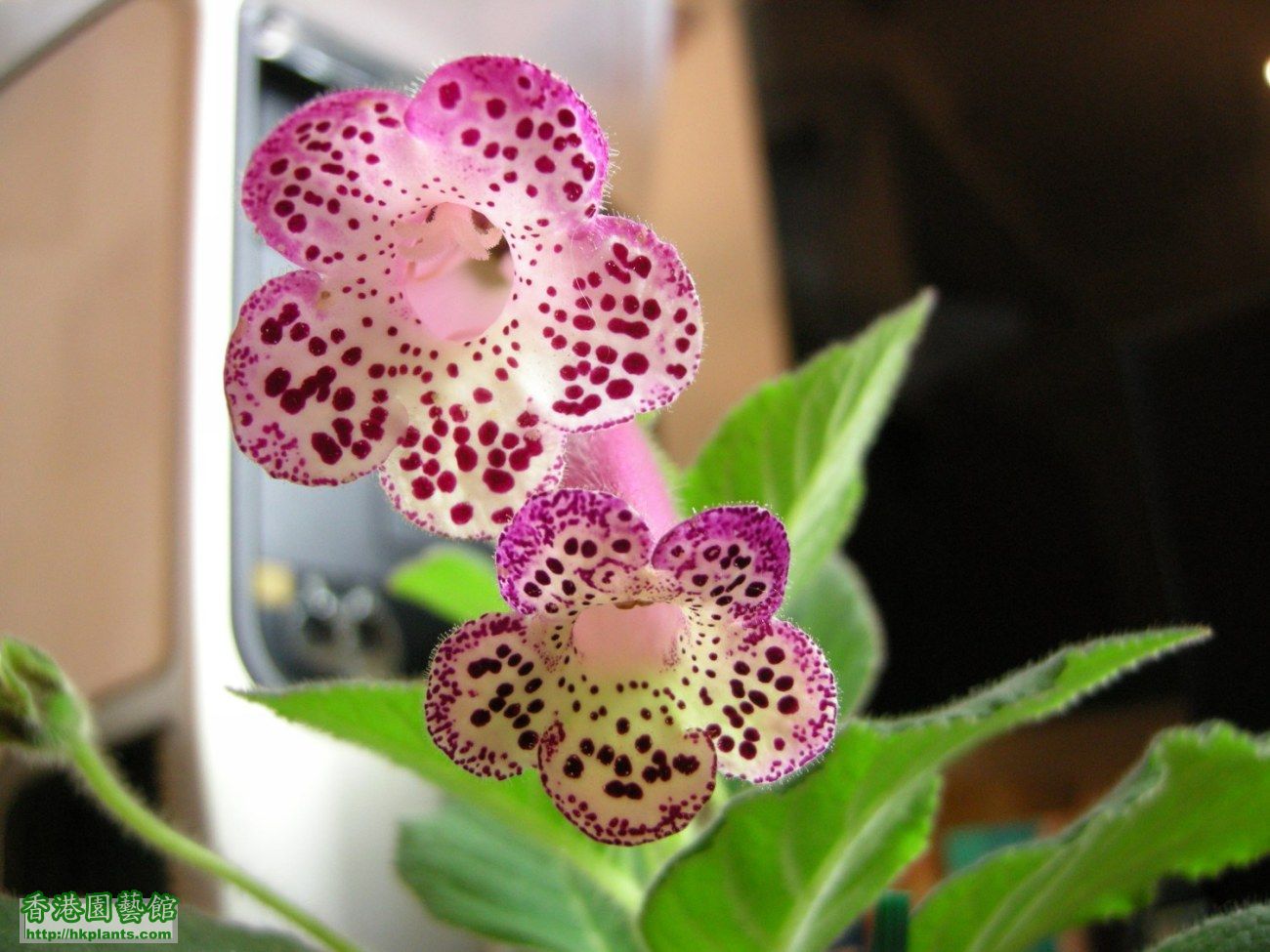 Kohleria 'unknown