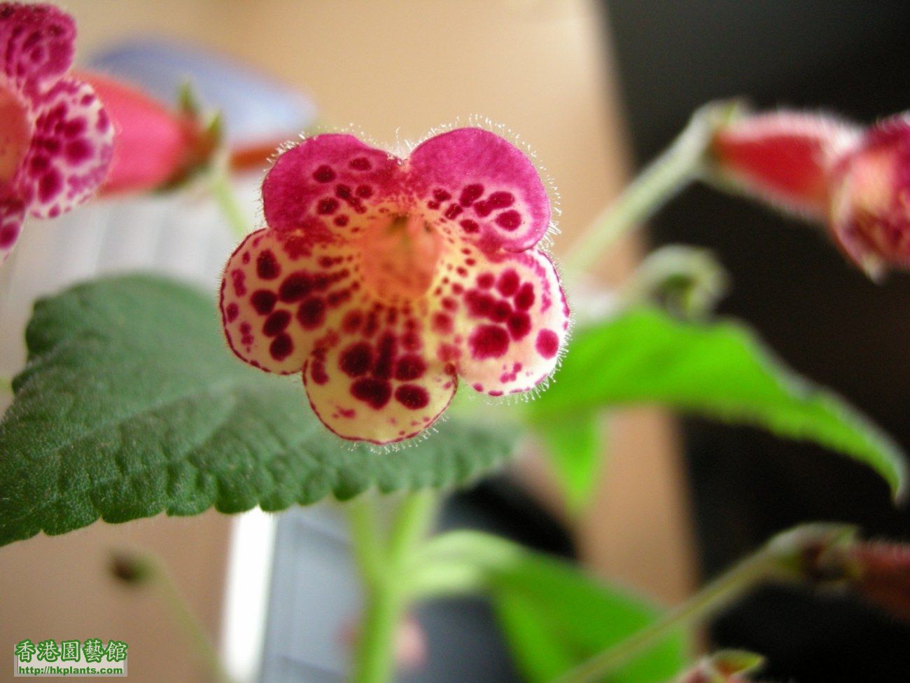 Kohleria 'Lucky Lucifer'