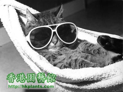 cat-with-sunglasses-lying-in-a-hammock-r-diger-poborsky-200540.jpeg