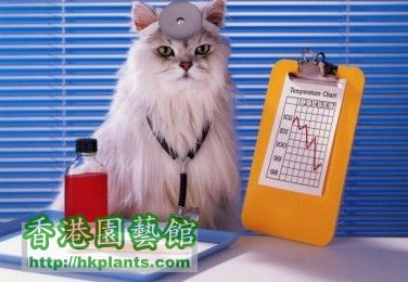 1275425049-catdoctor.jpg