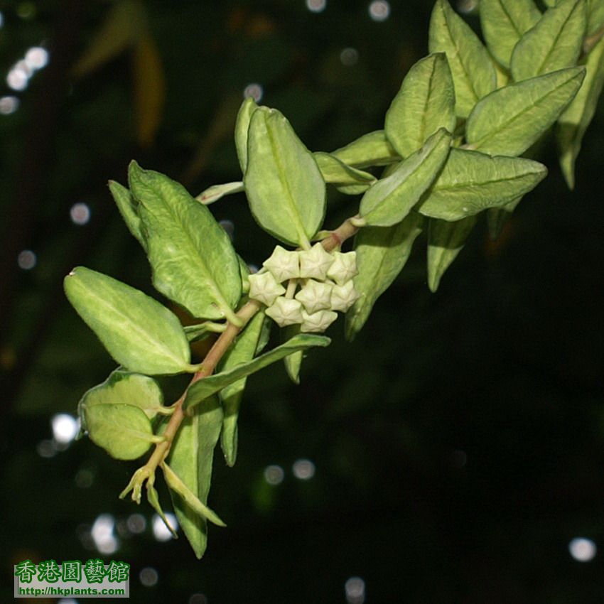 2012-04-25-3-Hoya bella variegata.jpg