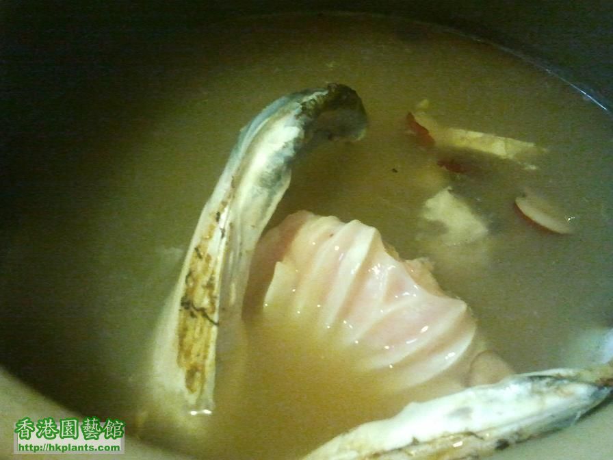 將魚頭放入湯煲內