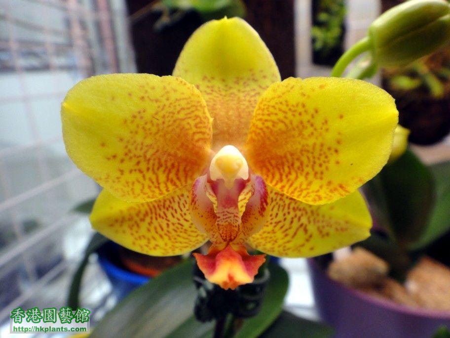 Phal. Hybrid 11-a.jpg