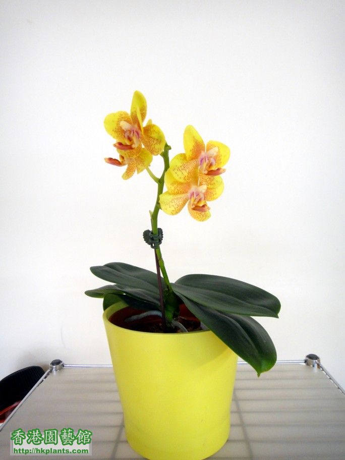 Phal. Hybrid 11-b.jpg