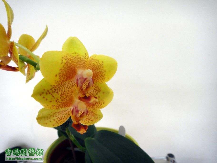 Phal. Hybrid 11-c.jpg