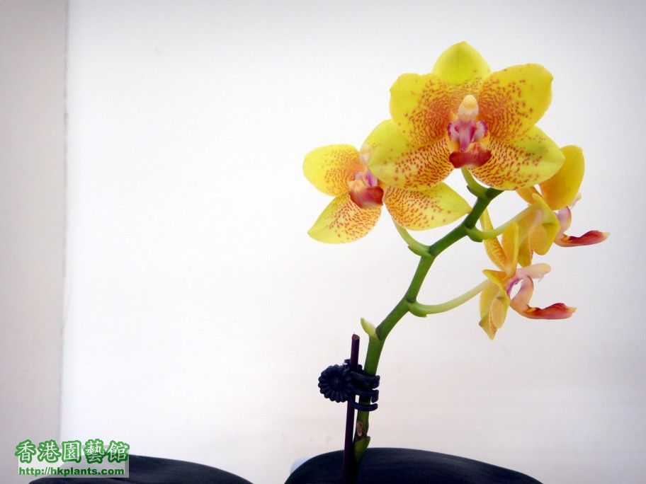 Phal. Hybrid 11-d.jpg