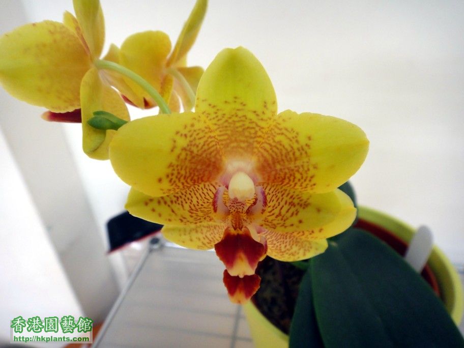 Phal. Hybrid 11-e.jpg