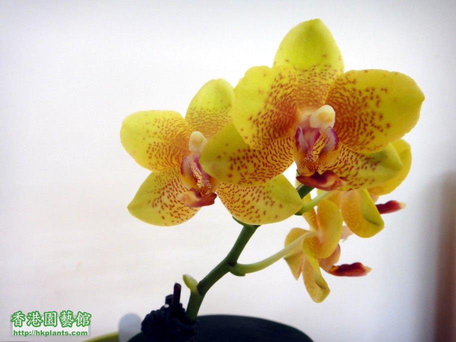 Phal. Hybrid 11-f.jpg