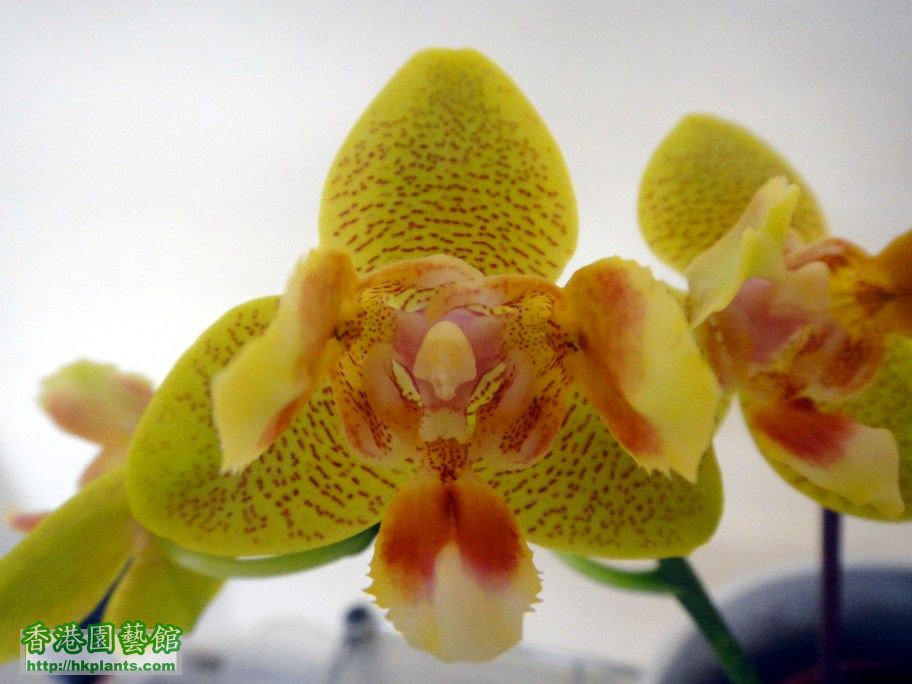 Phal. Hybrid 12-a.jpg