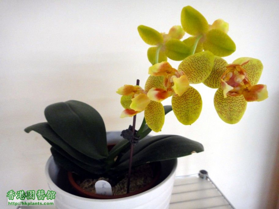 Phal. Hybrid 12-d.jpg