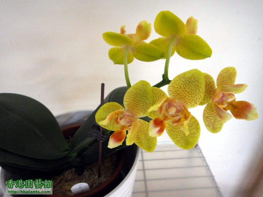 Phal. Hybrid 12-e.jpg