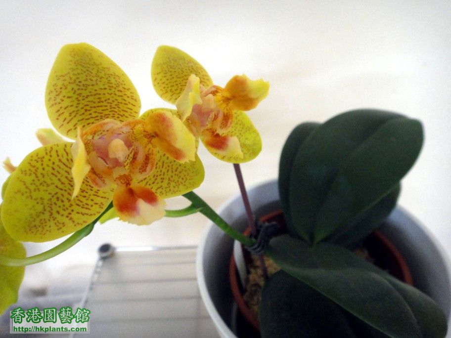 Phal. Hybrid 12-f.jpg