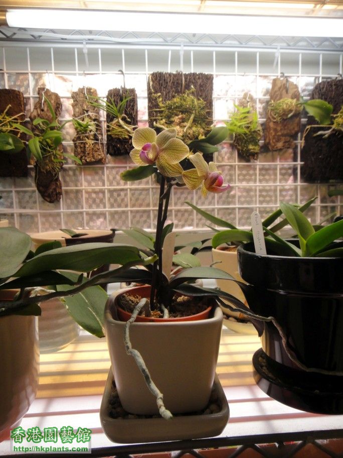 Phal. Hybrid 13-b.jpg