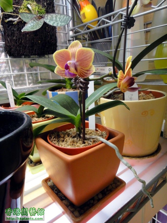 Phal. Hybrid 15-b.jpg