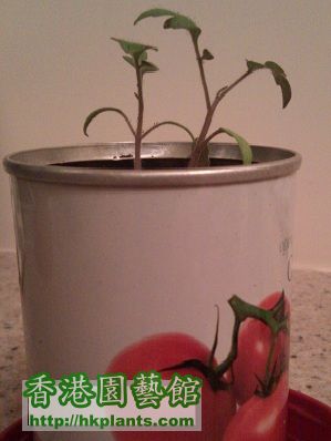 2012.04.29 - mini tomato2.jpg