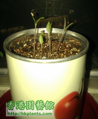 2012.03.25 - mini tomato.jpg