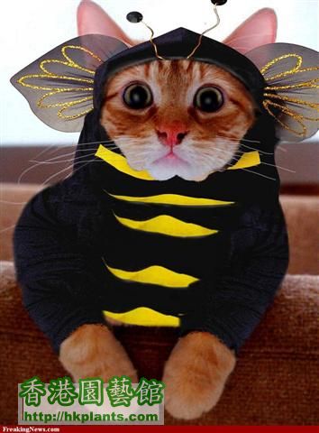 Bee-Cat-66716 (Small).jpg